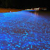 The Glowing Firefly Squids of Toyama Bay