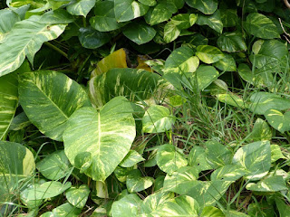 Epipremnum aureum - Pothos - Liane du diable 