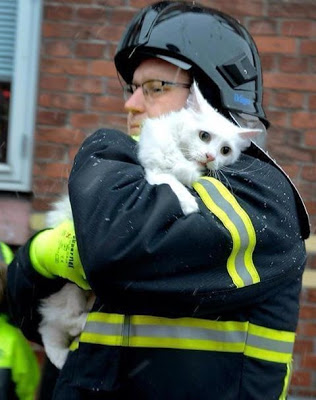 Foto - Foto Mengharukan Saat Kucing Di Selamatkan Petugas Pemadam Kebakaran