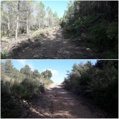 PR-C-224 La Bisbal del Penedès a Sant Magí de la Brufaganya, pujada al Coll del Llop