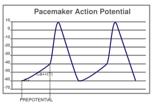 pacemaker activity of the heart