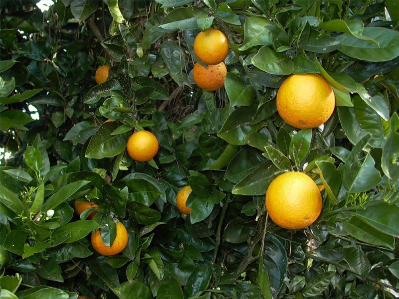 landscape management Pruning Orange Trees in Texas | 800 x 600