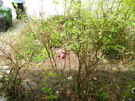 Wychwood Front Yard Spring Cleanup Toronto Before by Paul Jung Gardening Services--a Toronto Gardening Services Company