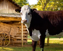 Angus Hereford Cross Characteristics, Benefits, Importance