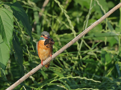 カワセミがザリガニを捕食