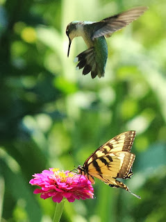 Hummingbird: "Oops! Miss butterfly is already there in line"