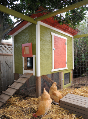 Protecting your Chicken within Chicken Coop