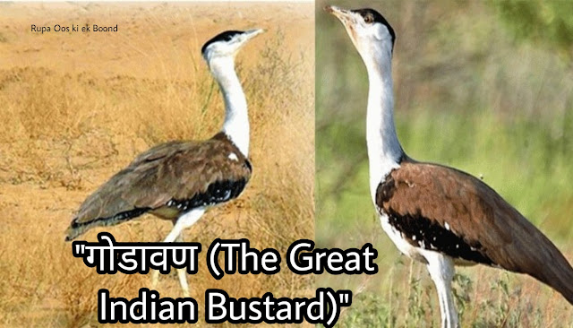 राजस्थान का राजकीय/ राज्य पक्षी || State Bird of Rajasthan ||
