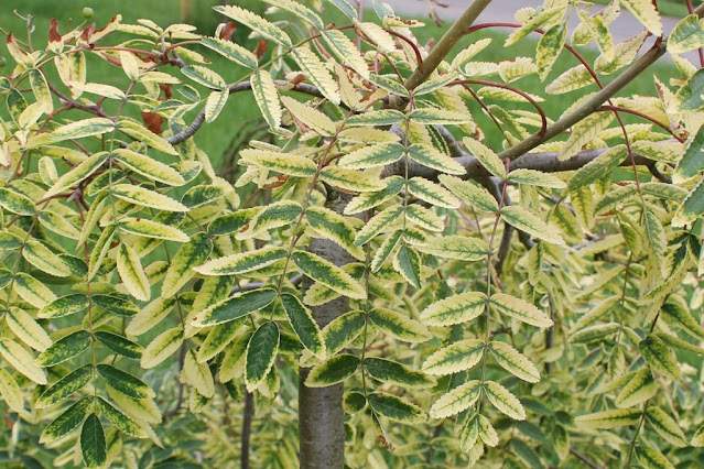 Sorbus aucuparia 'Pendula Variegata'