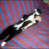 Funny Cats Sleeping Positions