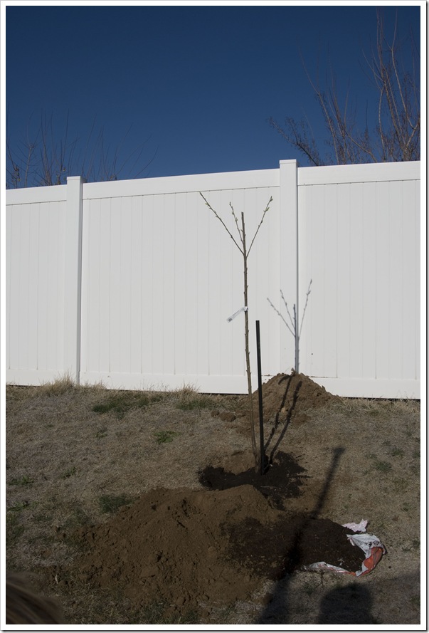 Twig Tree