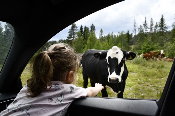 hereford ammekuer beitesjekk utmark nofence