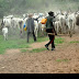  UN proffers solution to Adamawa farmers/herders conflict