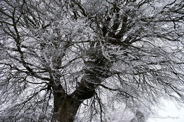 frosted tree