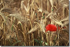 Coquelicot    