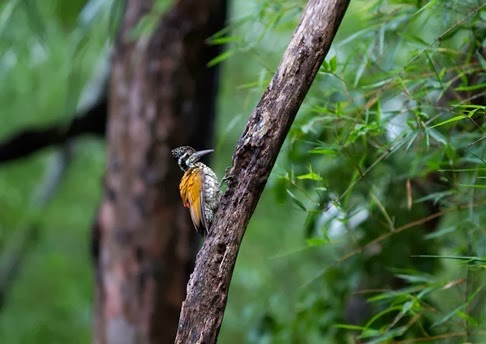 Amazing Pictures of Animals, Photo, Nature, Incredibel, Funny, Zoo, Greater Flameback, Chrysocolaptes guttacristatus, Bird,Alex (13)