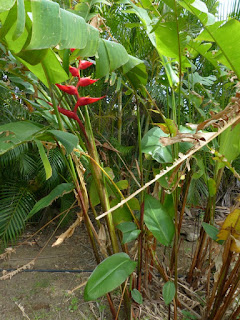 Heliconias divers de la Réunion