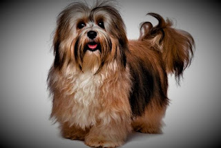 Havanese Dog   history The breed of Havanese dogs has a very long history because their ancestors are mentioned in the works of Aristotle. Although, in fact, here, as always, opinions diverge. Some believe that Havanese comes from Malta, it is he, or rather - his ancestors, others believe that the breed occurred with Tenerife.  Subsequently, this breed from the family of bichon got to Cuba together with the colonists, which was a great success. More precisely, the breed was a success among noble ladies, who valued them for their appearance and character. For a long time, the Havana bichon lived in Cuba, first with nobles, then - mainly among wealthy Europeans and Cubans.  When the revolution took place in Cuba in modern times, many Americans and Europeans, like the rich indigenous people of this island, fled to America, of course, taking with them their little pets. However, in America, no one was engaged in breeding and crossing these dogs, there were no breeders, there were no kennels, and the breed began to slowly, but surely, die out.  Only in 1970, there were enthusiasts who wanted to breed Havanese bichon, but by this time only 11 individuals survived. Havanese received official recognition in 1996. Since then, a lot has changed over the past 25 years and the breed has significantly increased its numbers, emerging from the risk group, and ranked 25th in popularity in the U.S. in 2013.   Characteristics of the breed popularity                                                           01/10  training                                                                10/10  size                                                                        02/10  mind                                                                     10/10  protection                                                          07/10  Relationships with children                         10/10  Dexterity                                                             07/10     Breed information country  Cuba  lifetime  12-16 years old  height  Males: 23-29 cm Bitches: 23-29 cm  weight  Males: 2-5 kg Suki: 2-5 kg  Longwool  Average  Color  black, white, brown, yellowish-brown    description These are small dogs, of a normal physique. The limbs are proportional, slightly shorter than the average in relation to the body, and the tail is short. The muzzle is a little flattened, and the ears are folded. The hair is long.     personality Havana bichon is a breed with a very nice and open character. These pets are extremely attached to their family and owner and are distinguished by great devotion and kindness. Their friendliness is endless. In fact, for centuries they have not performed any other functions, except to be a wonderful companion, a faithful, good friend who will be with you in grief and joy.  This breed easily goes into contact, and with strangers, as a rule, no problems or rejection arise. Often, the Havana bichon chooses one of the family members as the main owner and tries to spend all his time with this person. nay. There is even a problem that manifests itself quite often, called lyceum.  That is, it is the state of mind of your pet, when he literally follows on the heels of his master, sleeps with him, sits on his lap next to him when he eats, and is near literally every minute. Accordingly, the moments of separation of the animal is not going very well, and when he sees the owner again, there is no limit to the joy.  The energy level of the breed, on the one hand, is above average, on the other hand, it does not require special physical activity, long walks, or other things. Although, if you decide to walk longer than usual, the dog of course will be happy. She will have enough and two 20 minute walks in the yard a day, as well as a number of games time at home. Children are well received, with other pets getting along normally, but it is better to be friends with them at an early age.     Common diseases Havana Bichon may suffer from the following diseases:  dislocated kneecap; Liver disease; Heart problems; retinal dysplasia; cataract.
