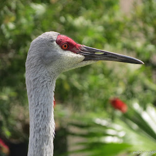 Close-up photo of the head of a Sandhill Crane photo by mbgphoto