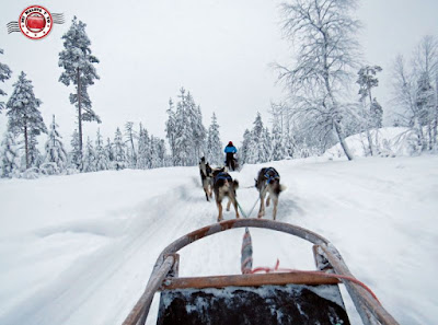 Trineo de huskies en Laponia Finlandesa