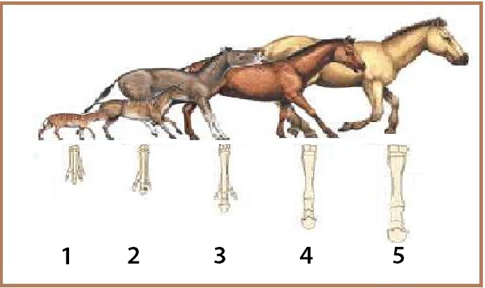 BIOLOGI GONZAGA: PRE TEST EVOLUSI