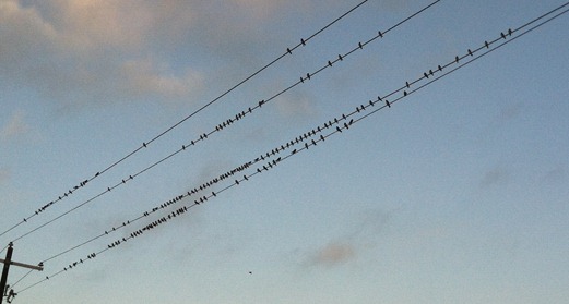 birds