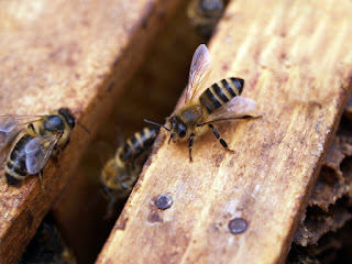 Surprising Facts About Honey Bees