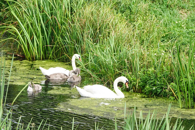 Mute Swan Cynus olor family