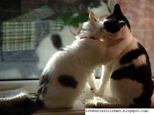 Koleksi Gambar  Kucing  Romantis  Cats Romantis 