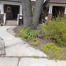 Toronto High Park North New Front Yard Makeover Before by Paul Jung Gardening Services--a Toronto Organic Gardener