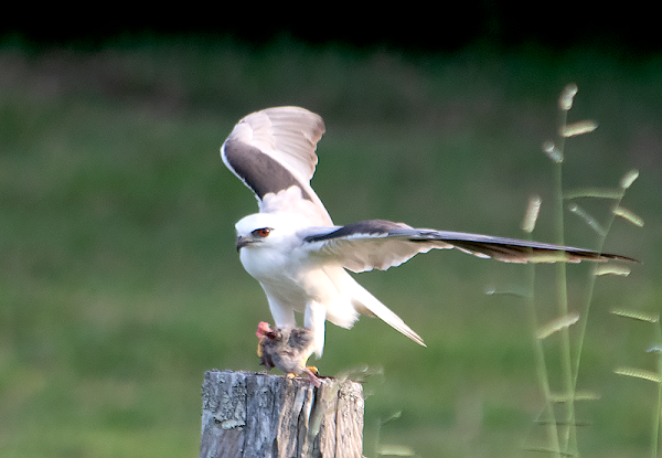 Letter-winged kite consuming a rodent