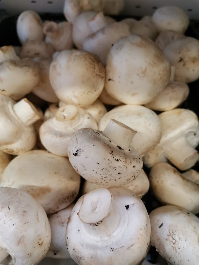 How are button mushrooms produced? | Mushroom cultivation |  Biobritte mushroom farming