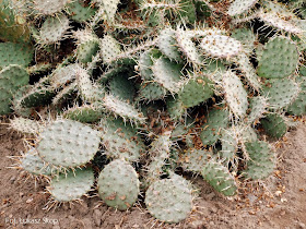 kaktusy gruntowe w zimie