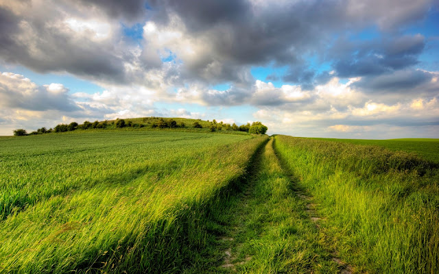 Camino entre la Hierba verde de verano Imágenes de Fondos paisajes