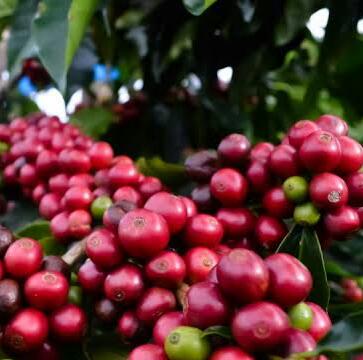 Coffee Robusta Muria, Potential That Is Still Promising