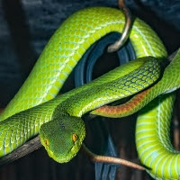 Snake information in hindi / साँपो के रोचक तथ्य