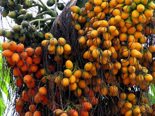 betel nut fruit images