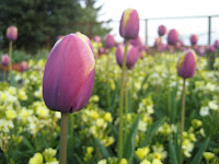 Pink tulips and yellow stocks