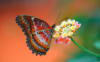 Butterfly and Flower