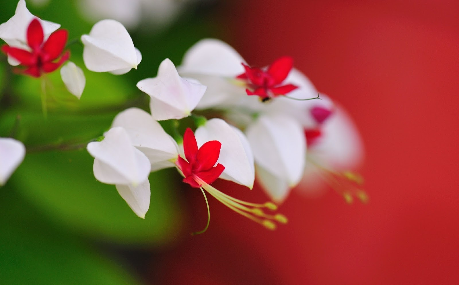 Gambar Bunga  Indah dan Cantik Kumpulan Gambar