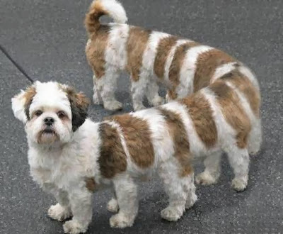 Funny Animals