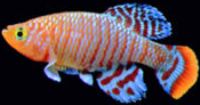 Nothobranchius