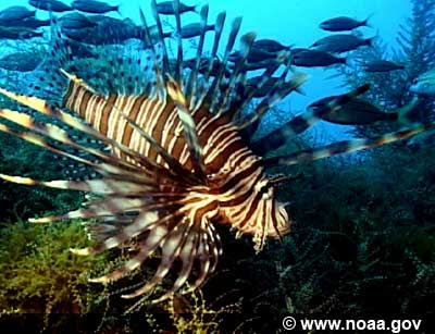 Beautifully of Lion Fish