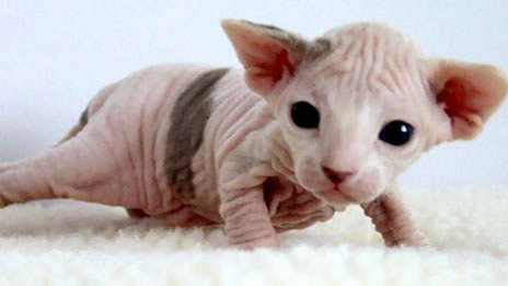 A baby Sphynx is so ugly that
