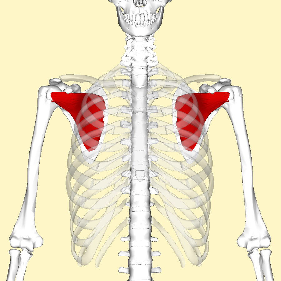 Sous scapulaire