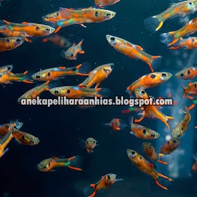 CARA MUDAH MEMELIHARA DAN MENGAWINKAN IKAN GUPPY