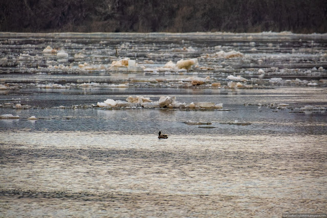 Утка плывет по реке среди льдин
