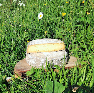 tome de savoie au fenouil, la laiterie de paris, fabrication tome, faire du fromage, blog fromage, blog fromage maison, tour du monde du fromage, voyage fromage, fromage paris, gaec du vent des cîmes