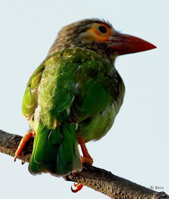 "Brown-headed Barbet - Psilopogon zeylanicus, perched on a branch."