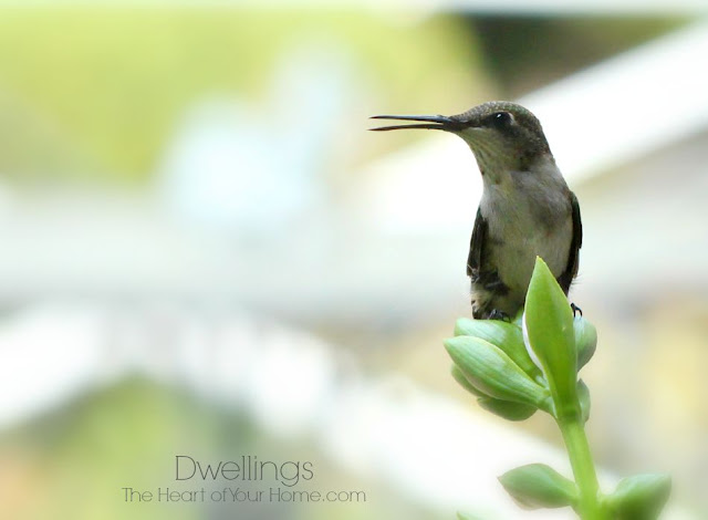 Hummingbird ~ The Bully